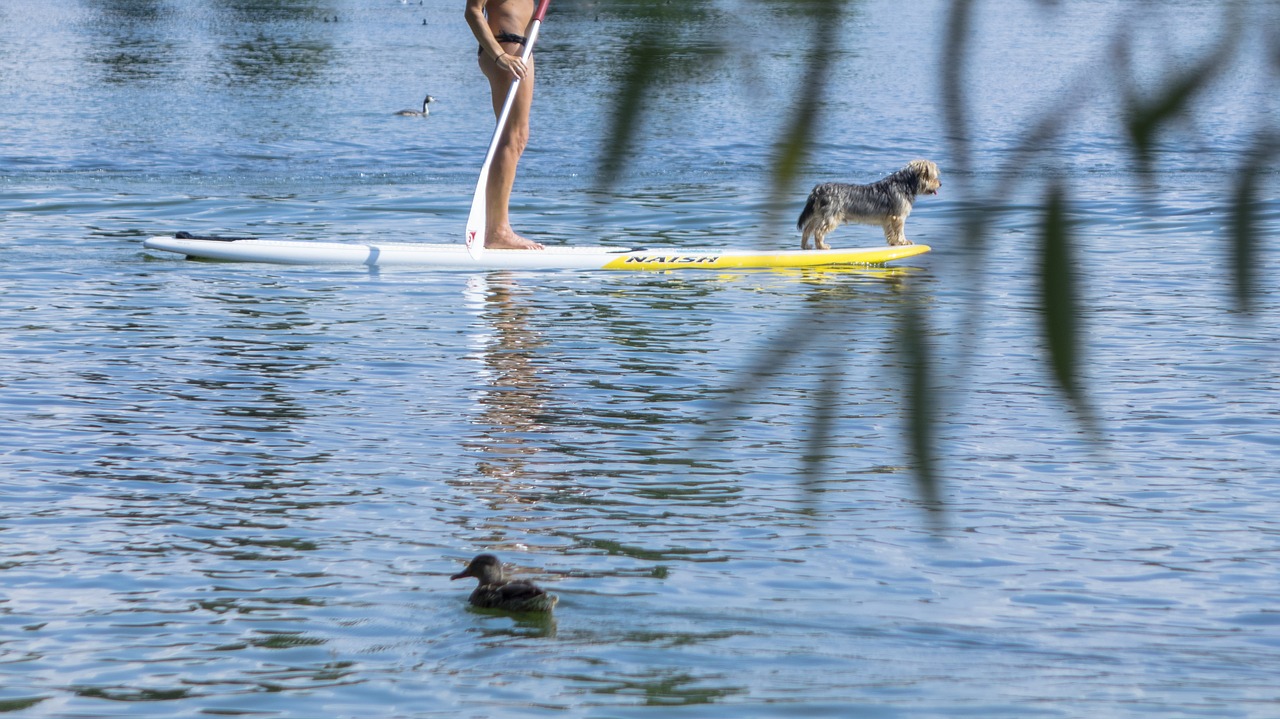 stand up paddle  water sports  paddle free photo