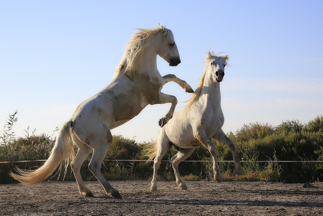 standard horses combat free photo