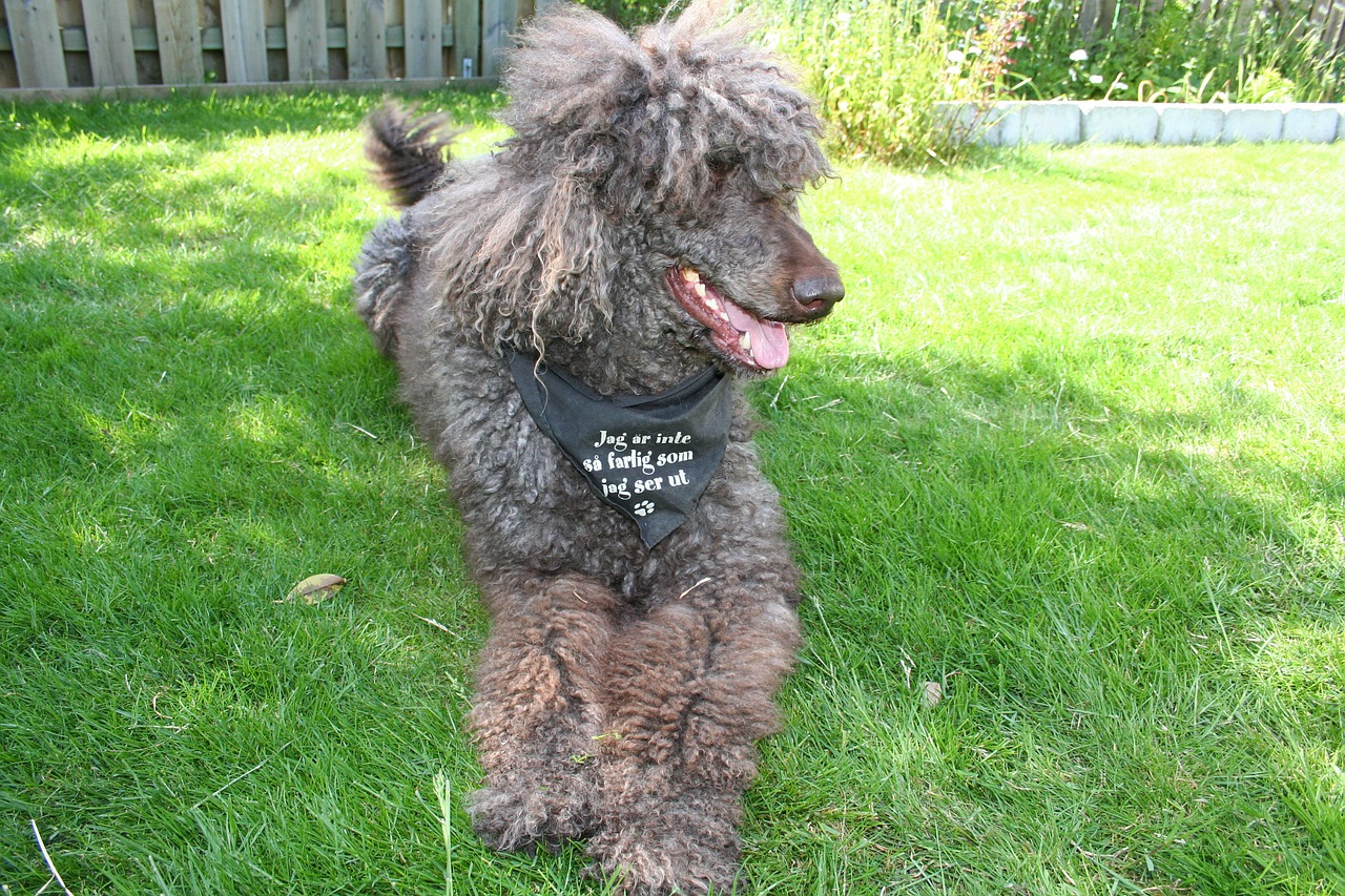 standard poodle dog pets free photo