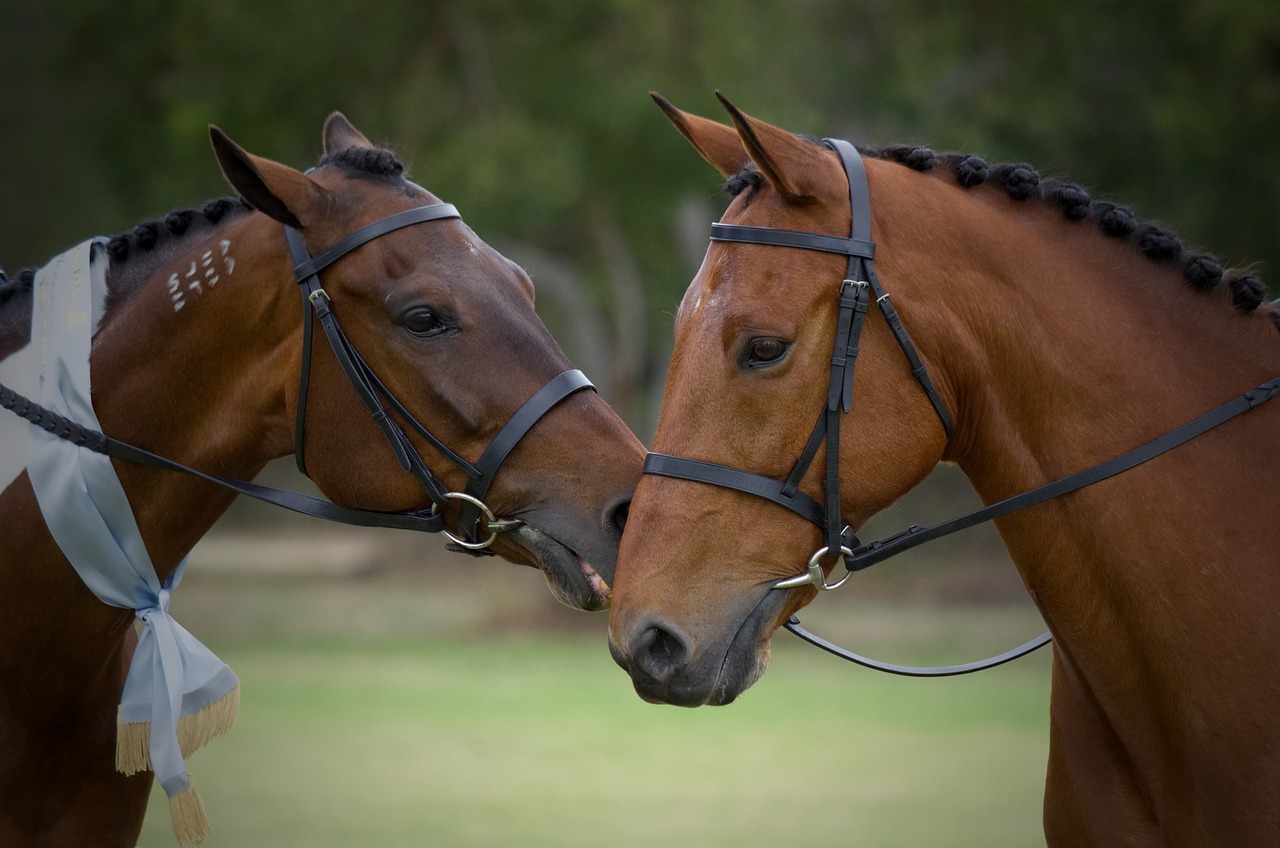standardbred  horse  horse show free photo