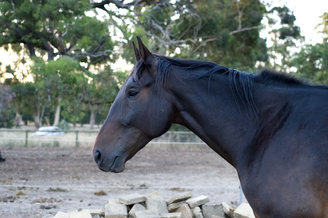 standardbred  horse  gelding free photo