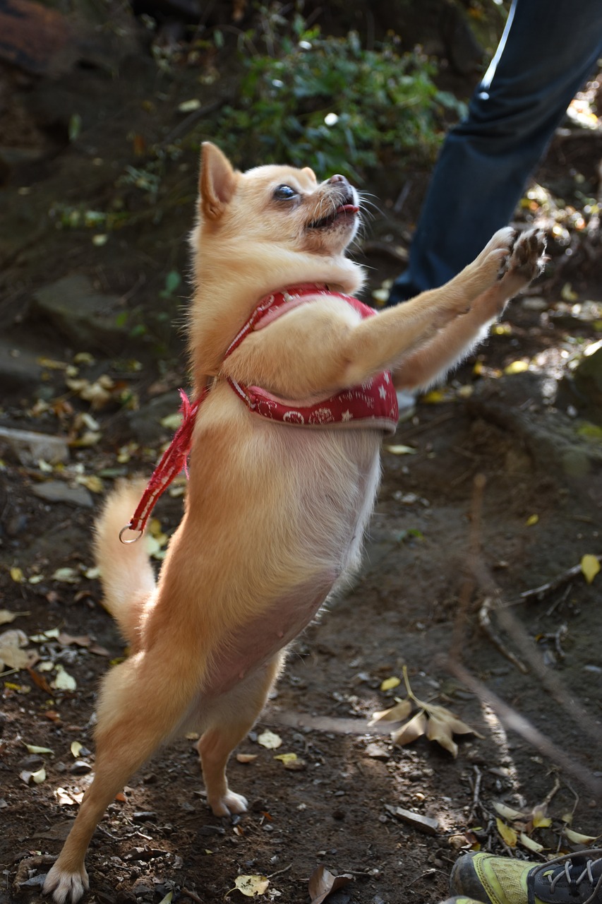 standing dog chihuahua free photo