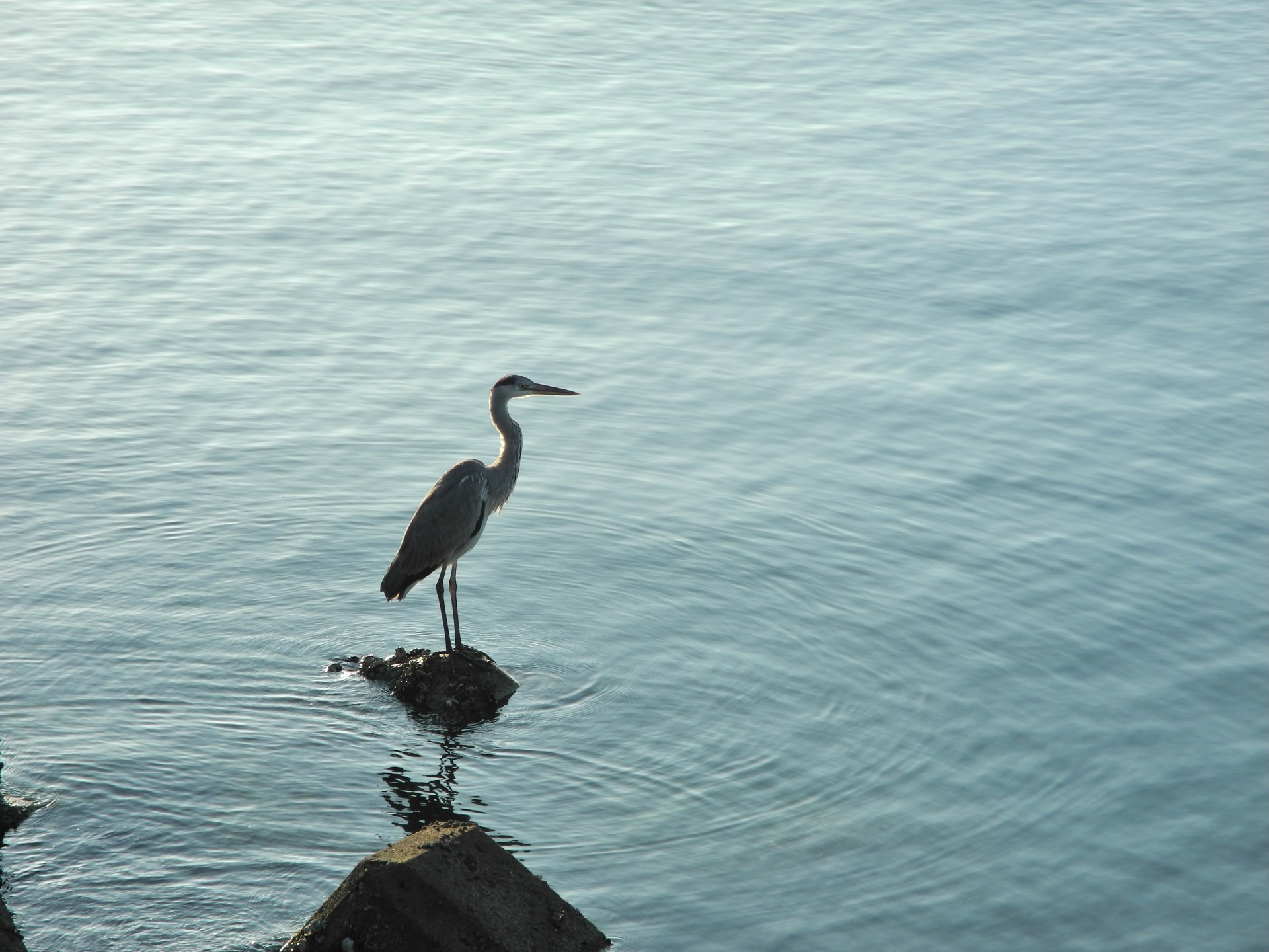 bird sea standing free photo