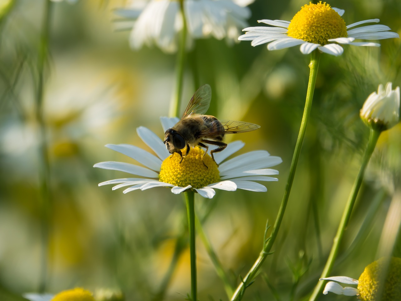 standing fly schwirrfliege chamomile free photo