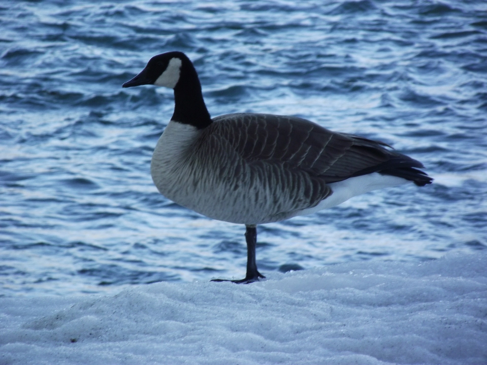 goose winter bird free photo