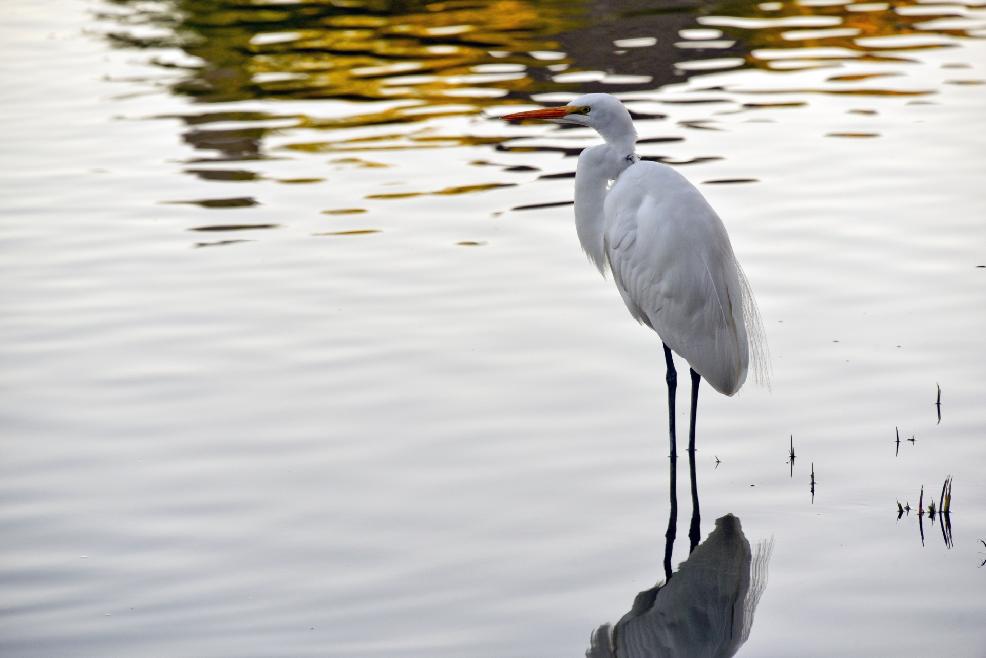 egret great white standing free photo