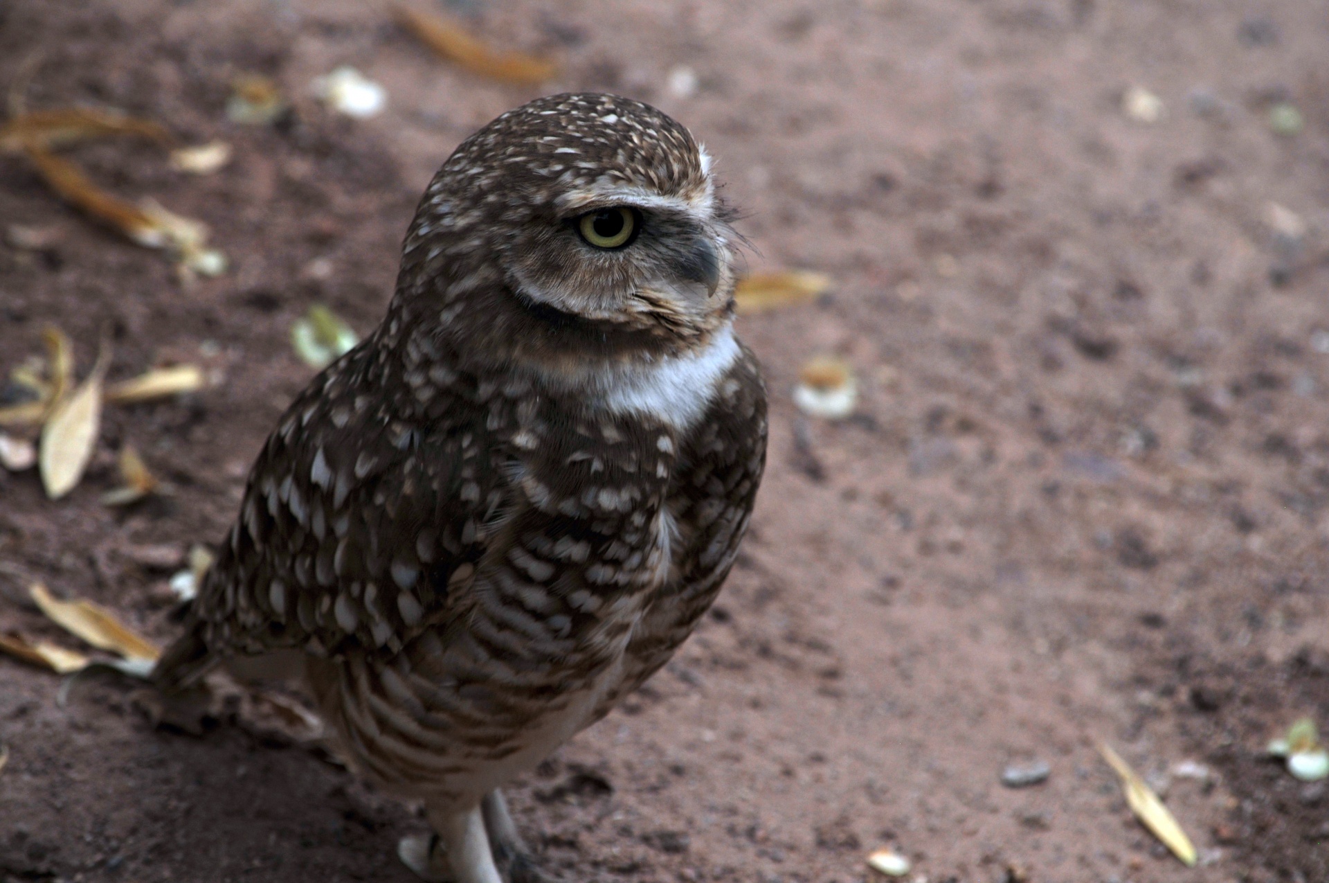 owl owls owlet free photo