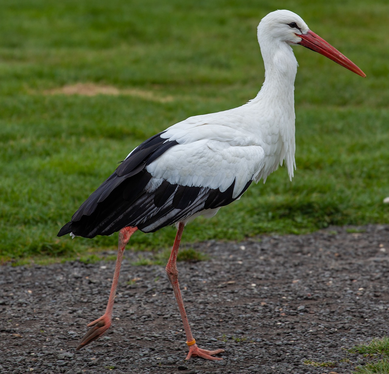 standing stork  stork  black bird free photo