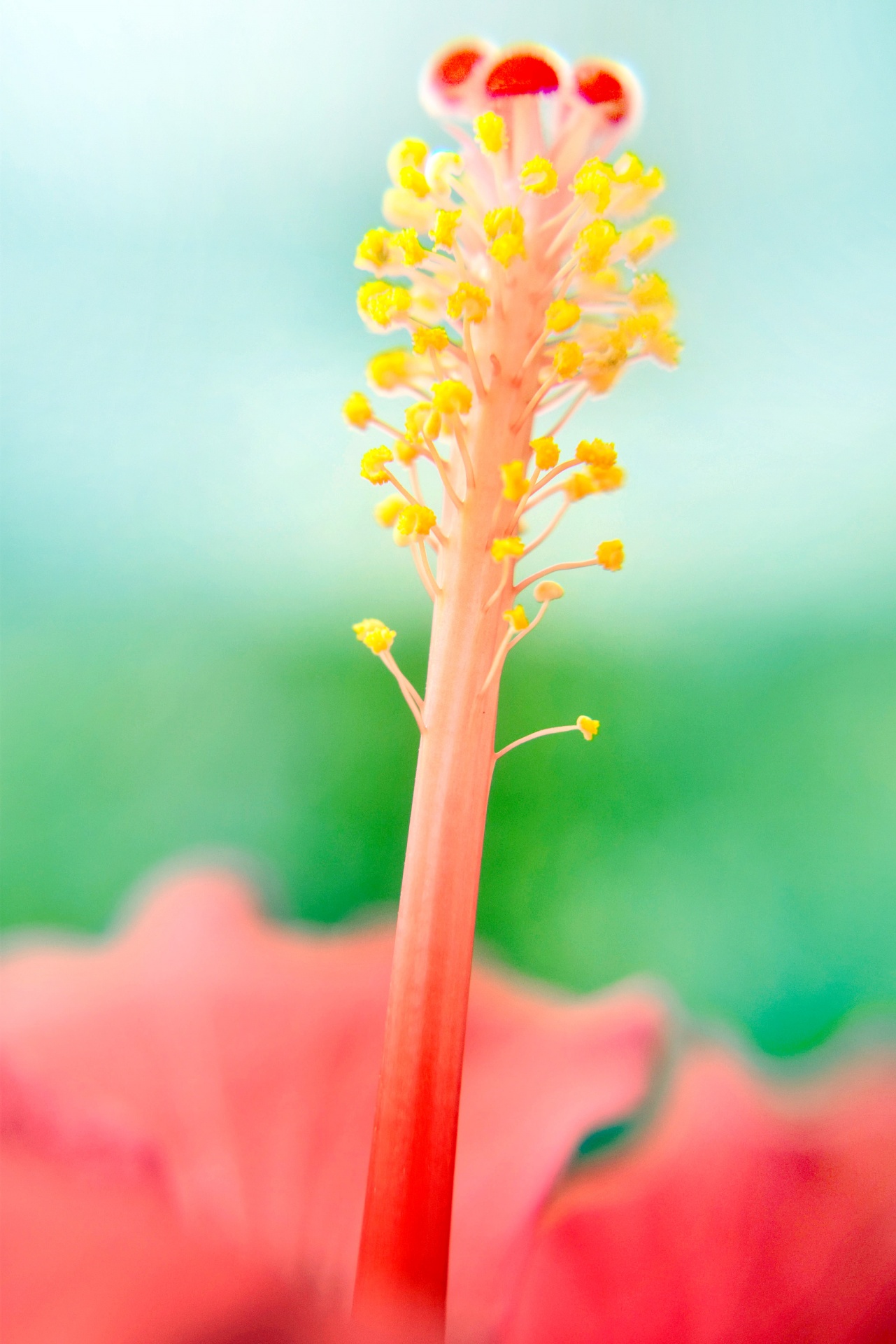 hibiscus flower macro free photo
