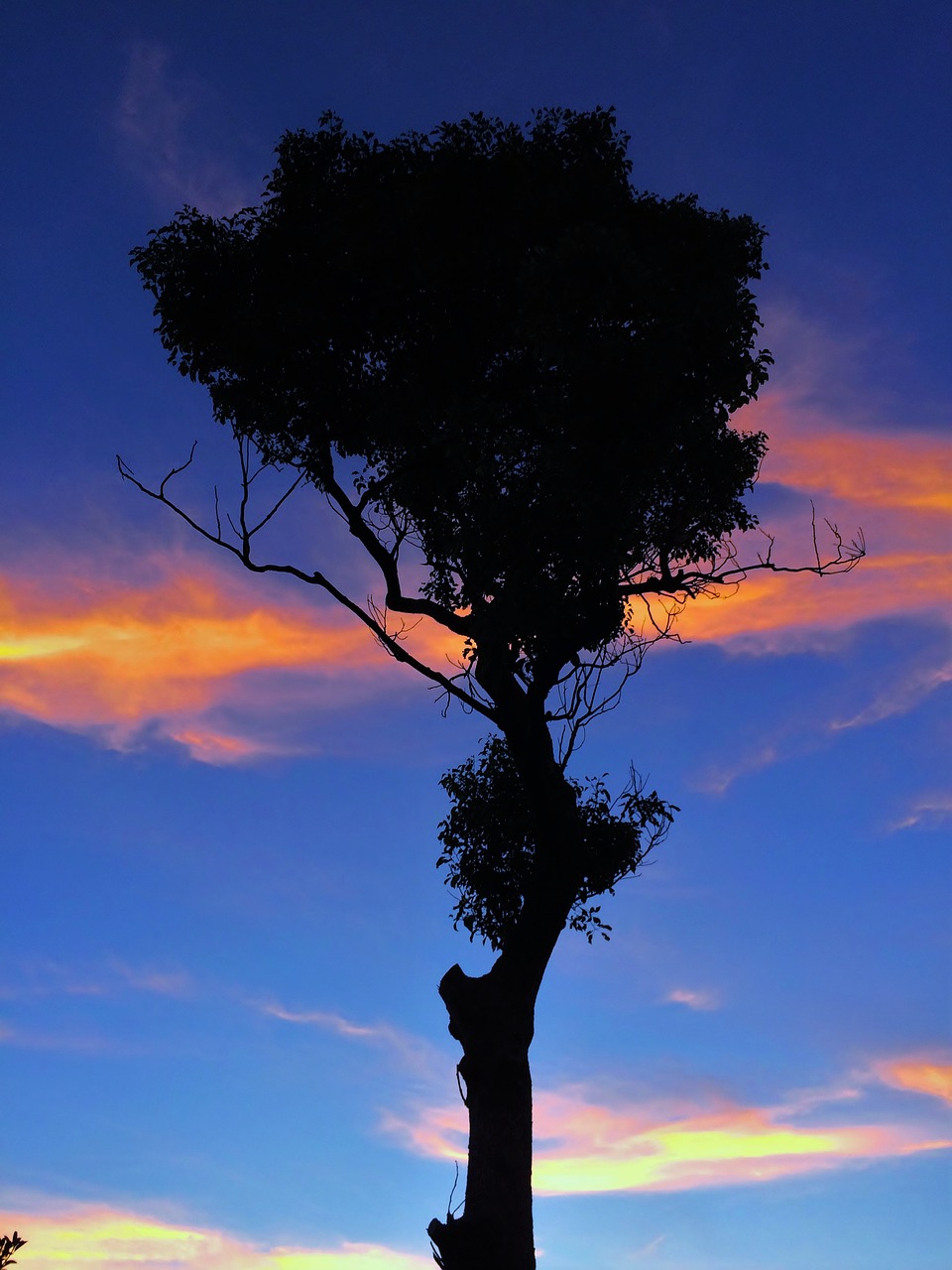 standing trees silhouette branch free photo