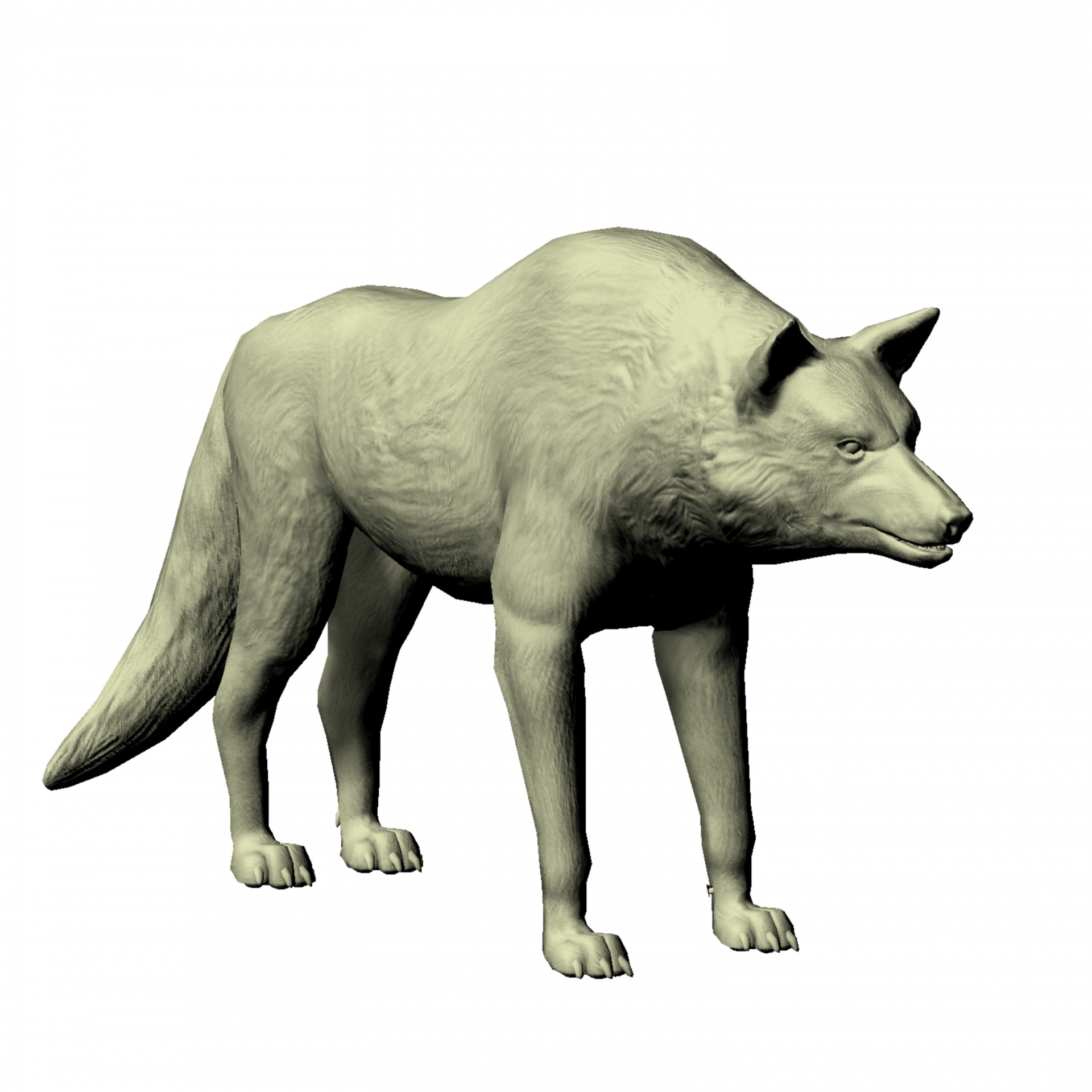 standing wolf 3d free photo