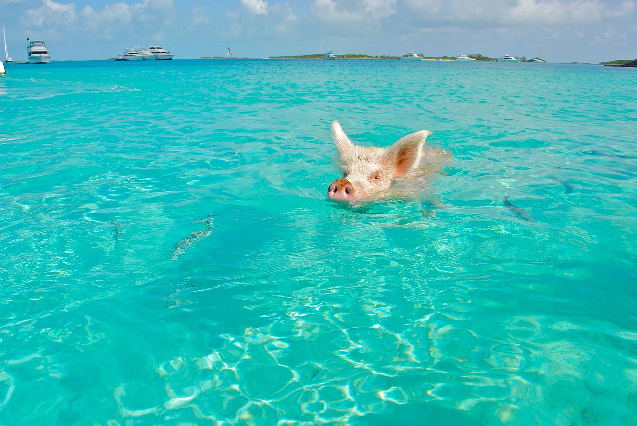 staniel cay swimming pig exumas free photo