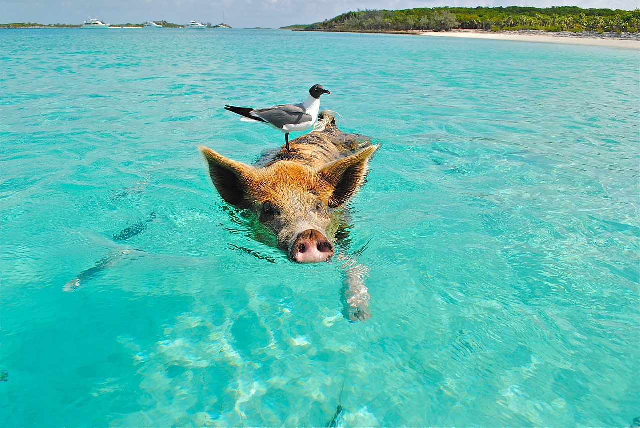 staniel cay swimming pig seagull free photo
