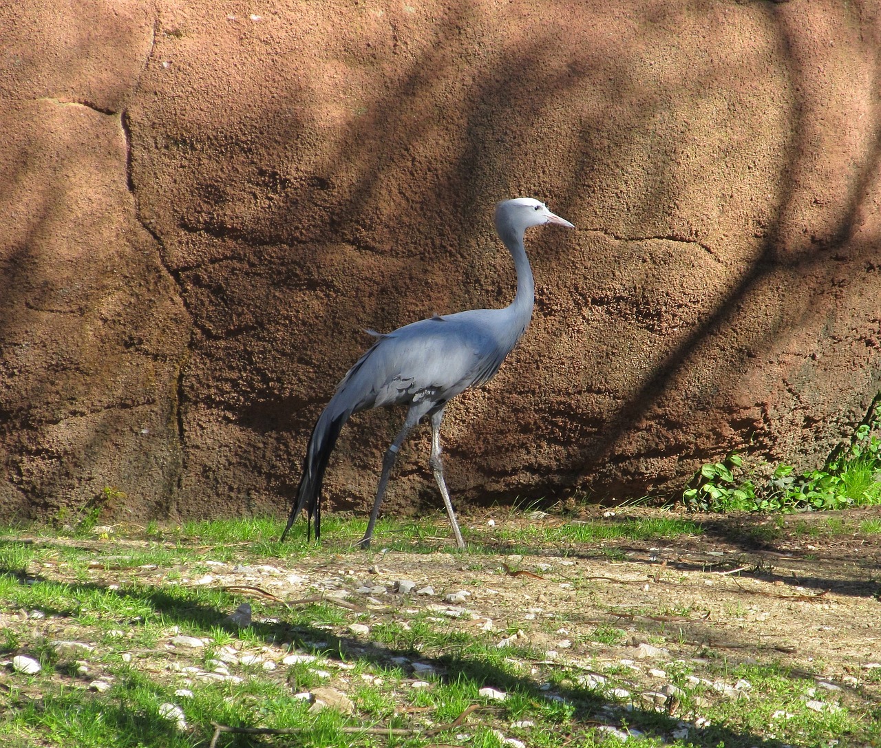 stanley crane bird standing free photo