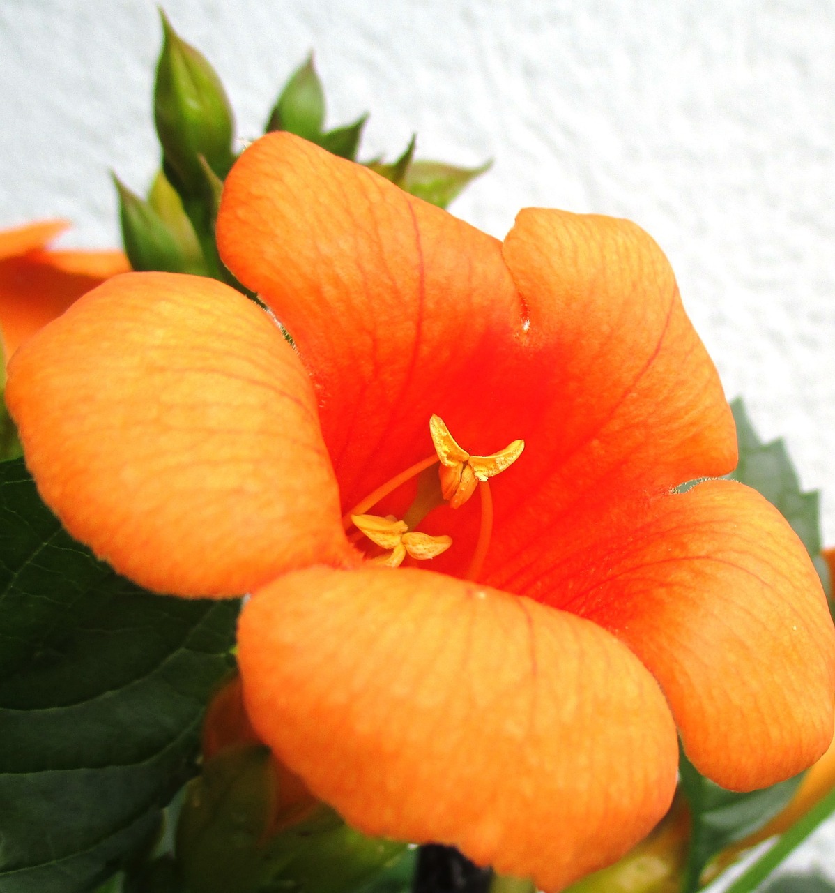 stans indian summer orange-red flower free photo