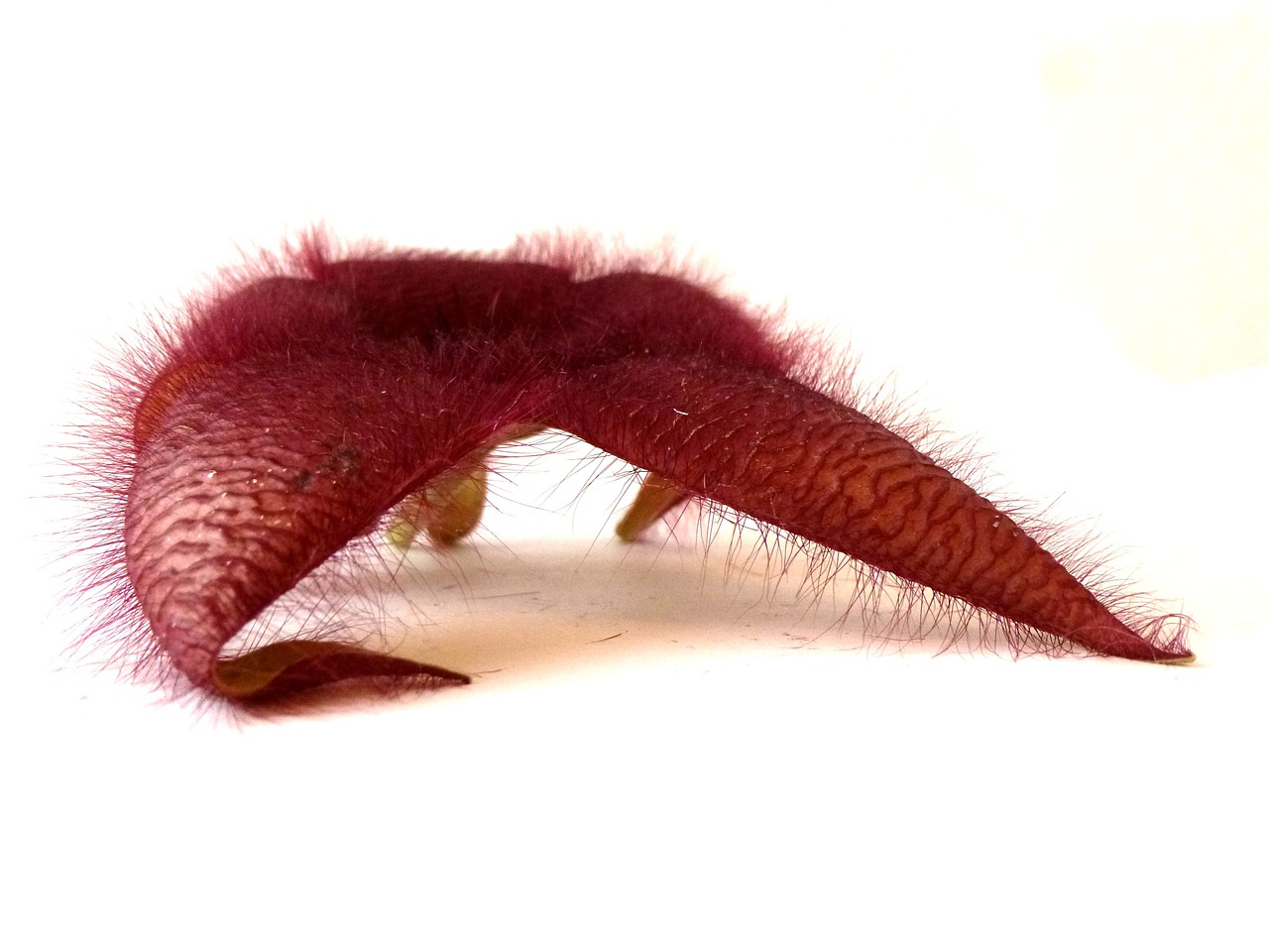 stapelia red flower nature free photo