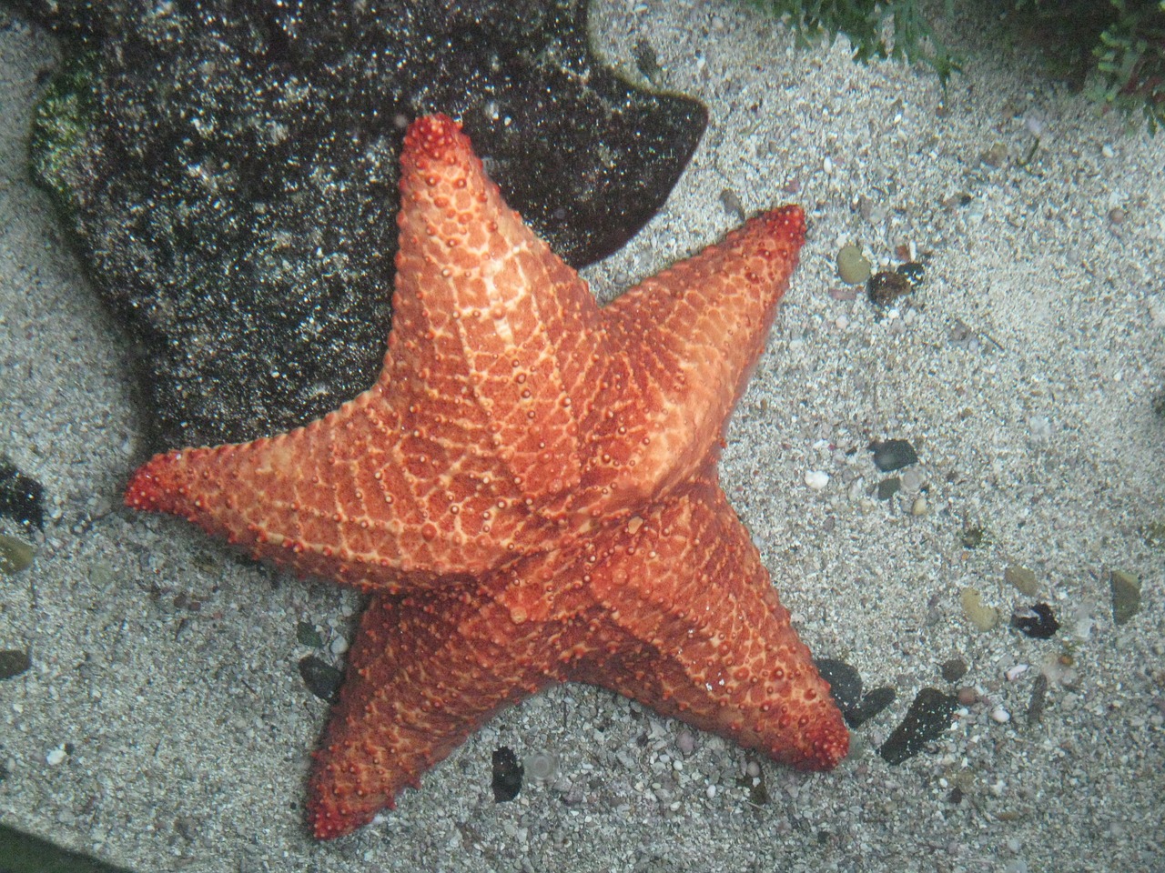 star sea sea star free photo