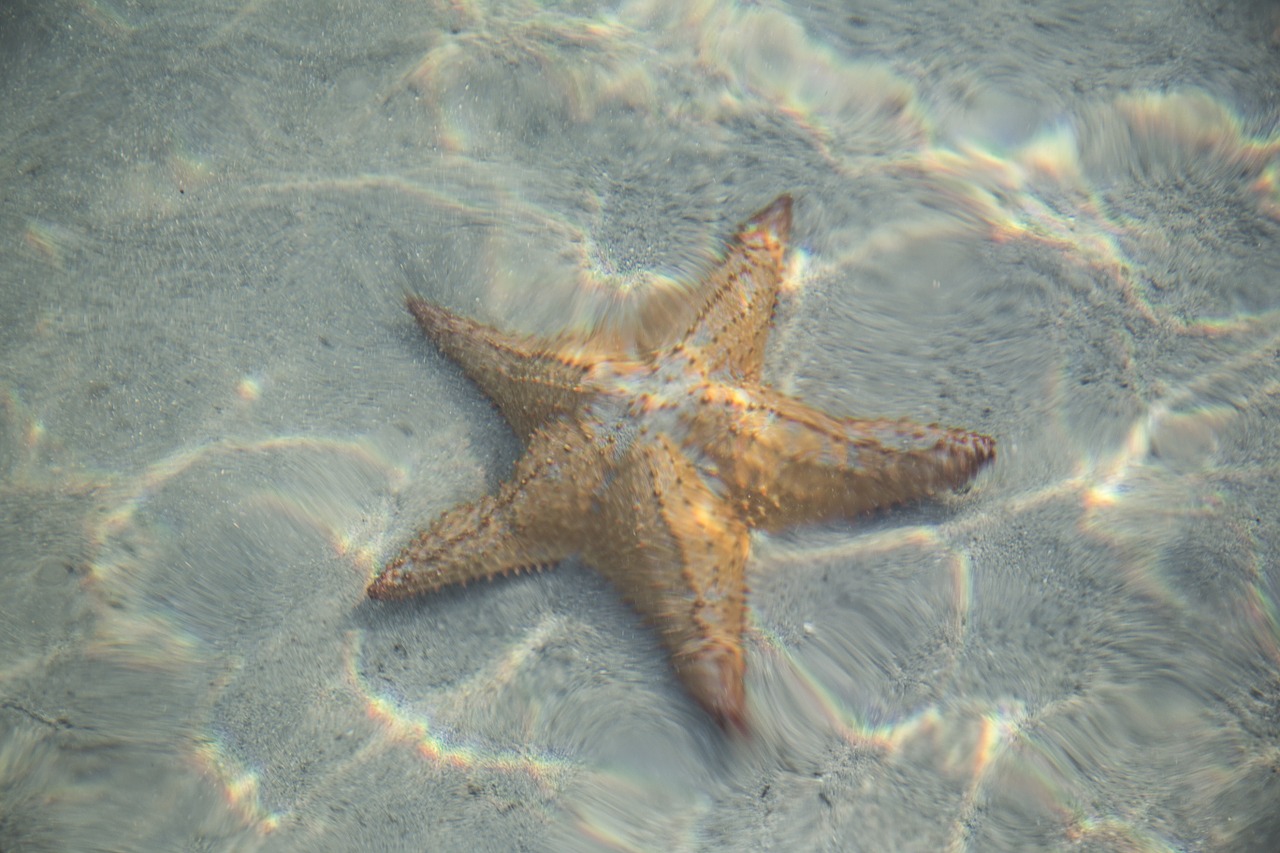 star fish starfish free photo