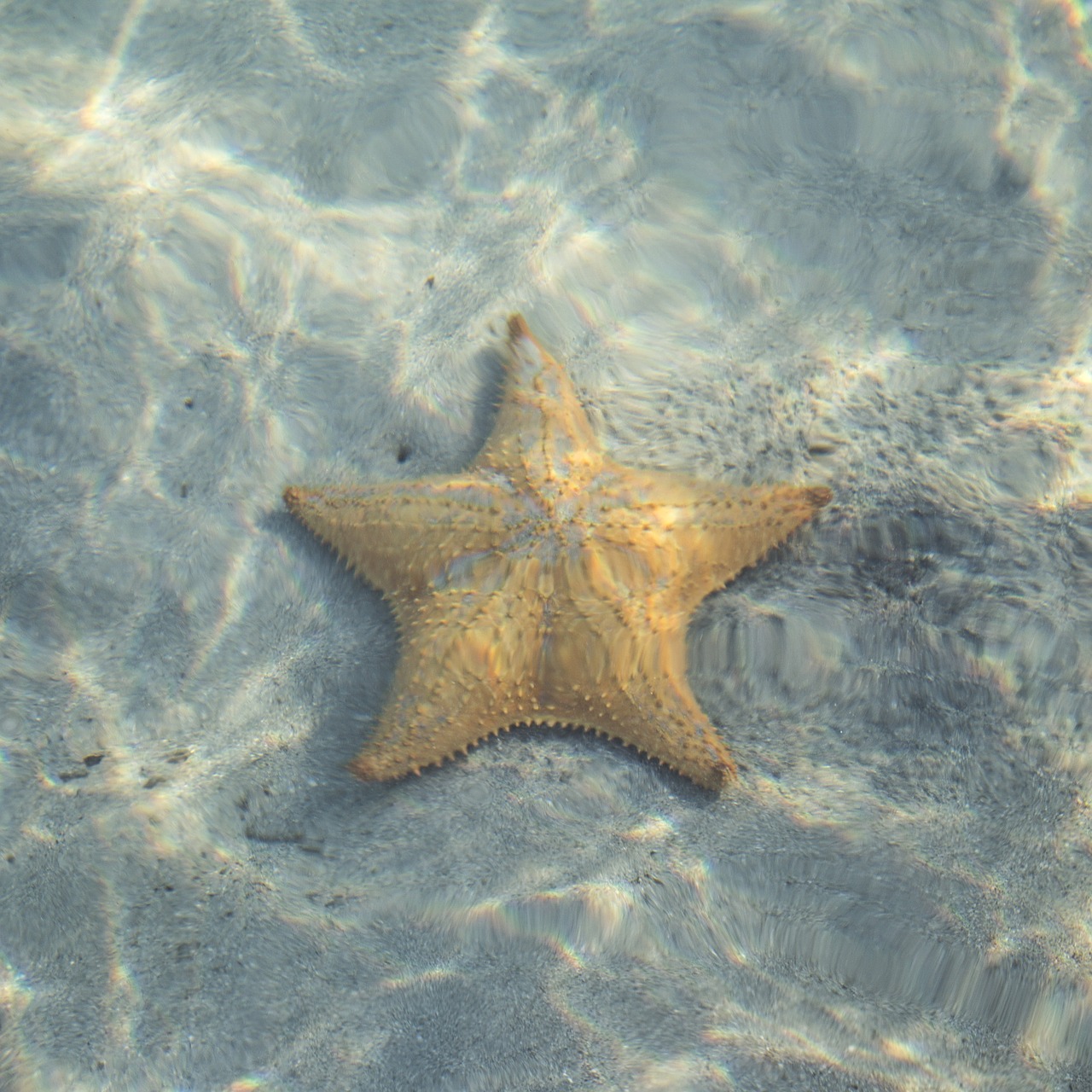 star fish starfish free photo