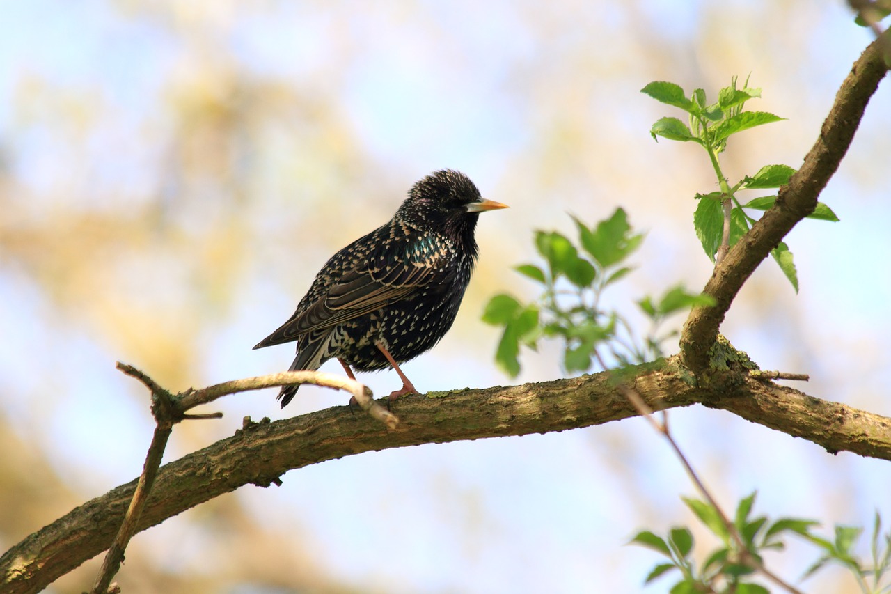 star bird animal free photo