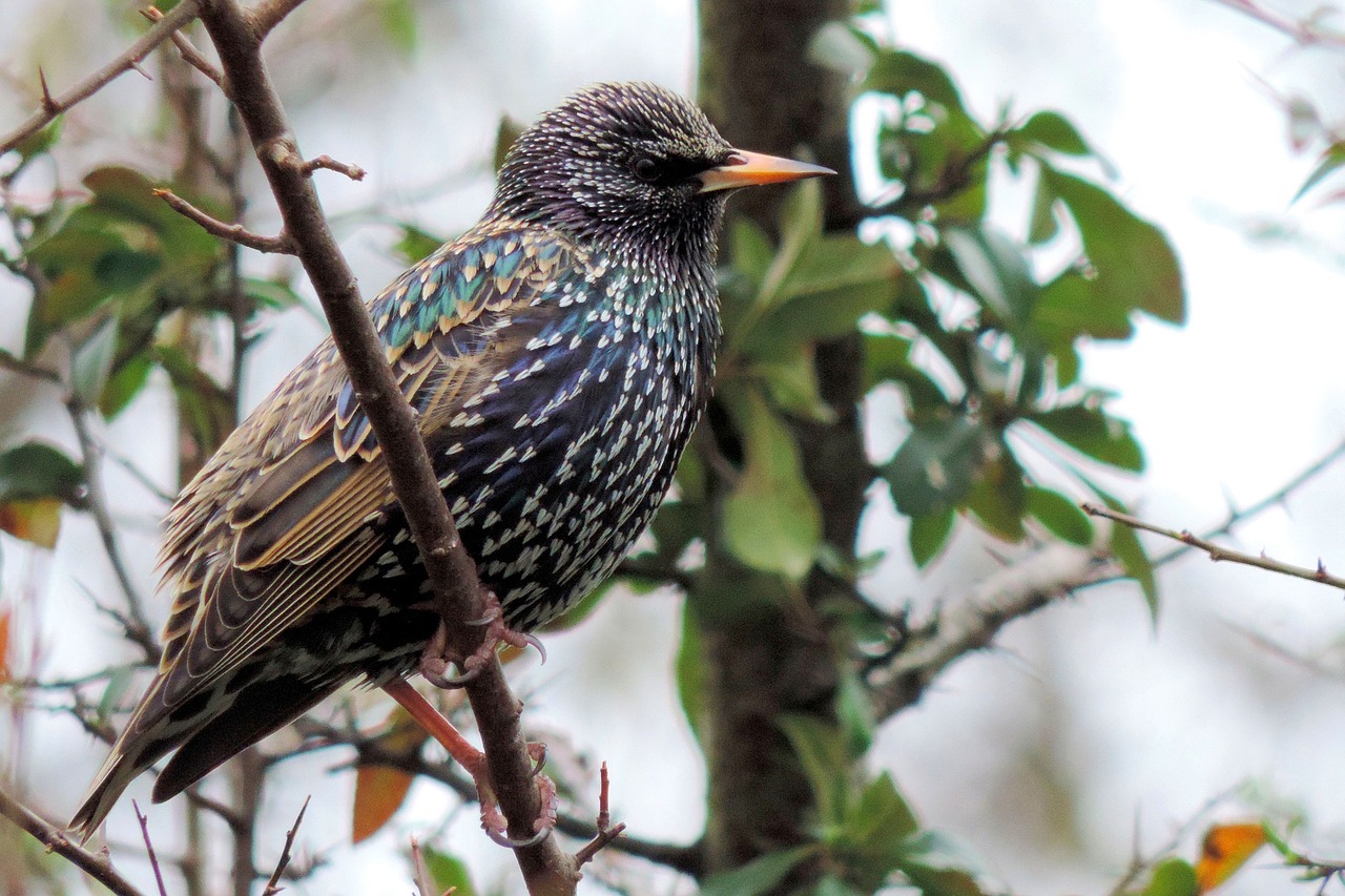 star bird songbird free photo