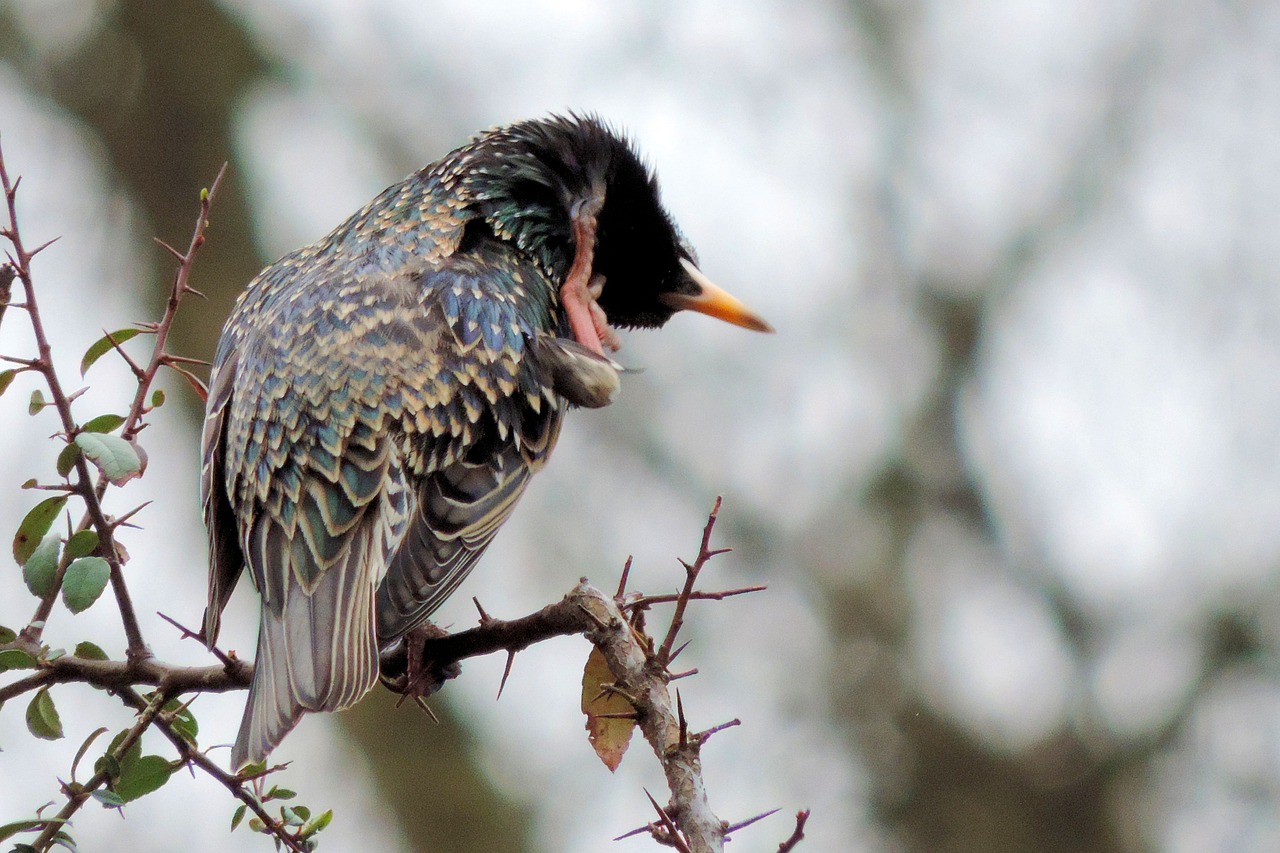 star bird songbird free photo