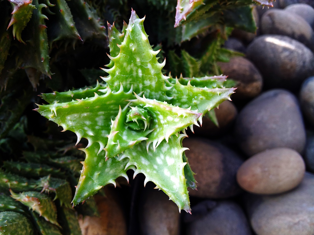 star cactus thorny free photo