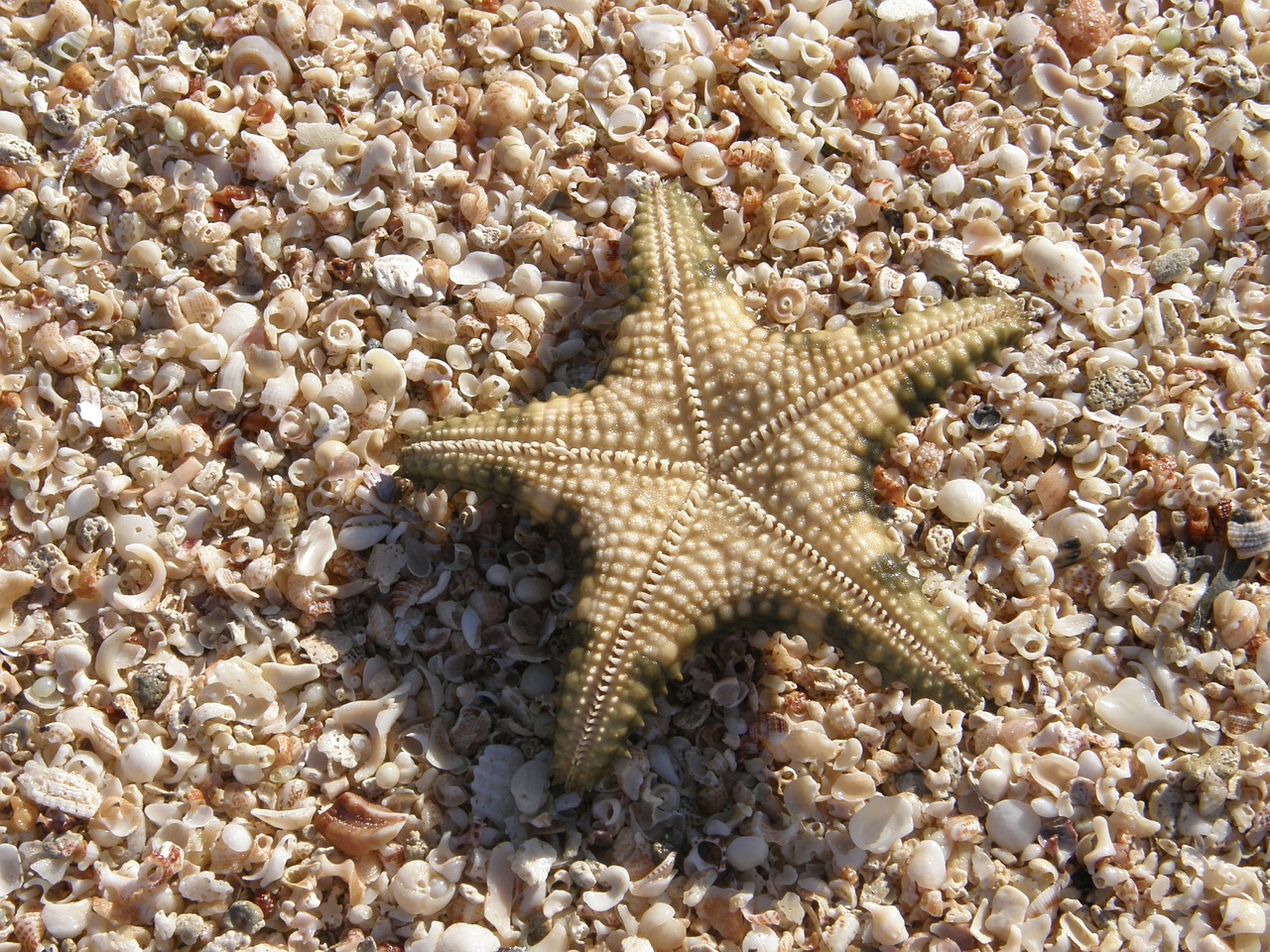 star shells beach free photo