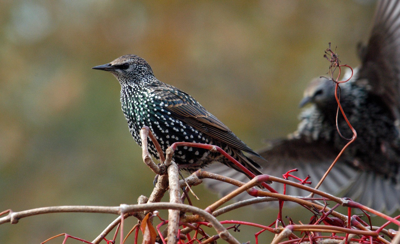 star autumn plumage free photo