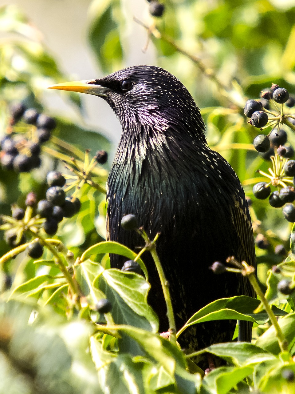 star bird songbird free photo