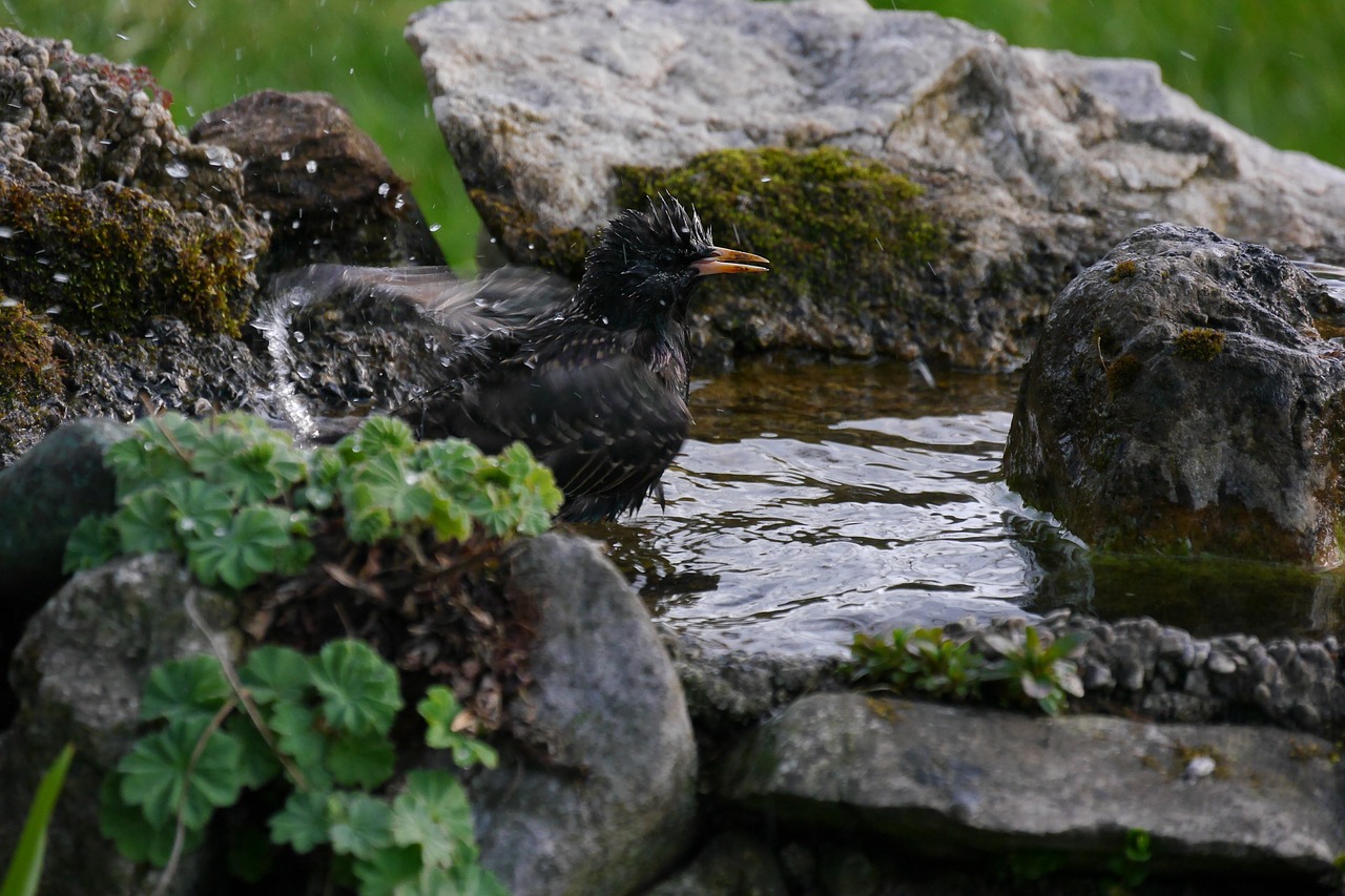 star bird bird bath free photo