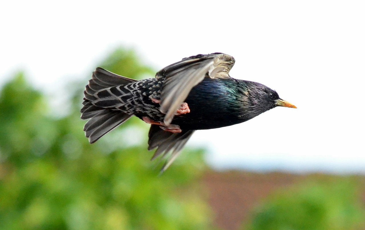 star bird fly free photo