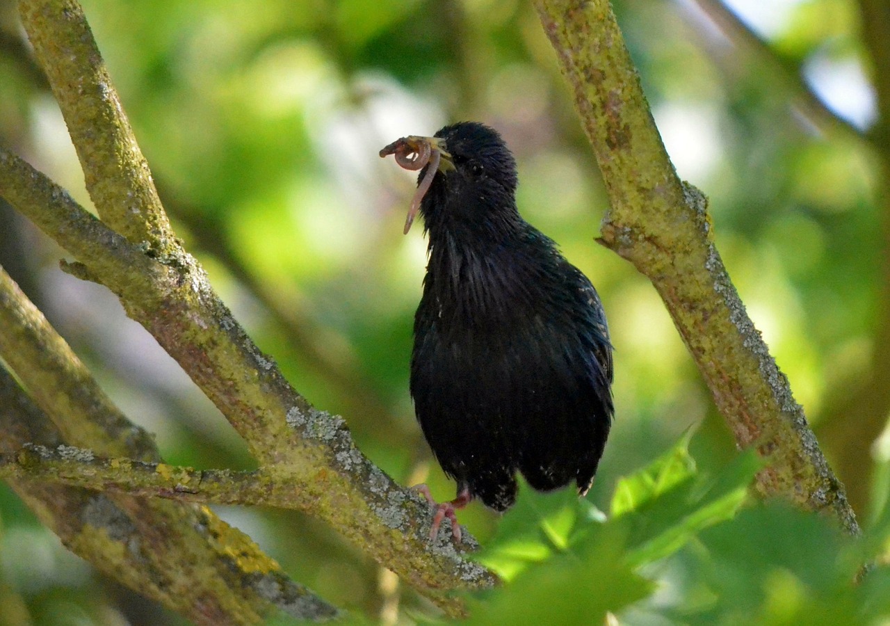 star bird animal free photo