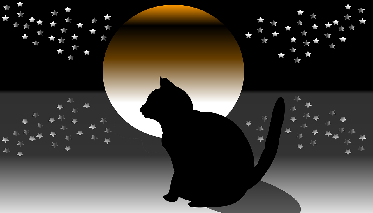 star  night  cat free photo