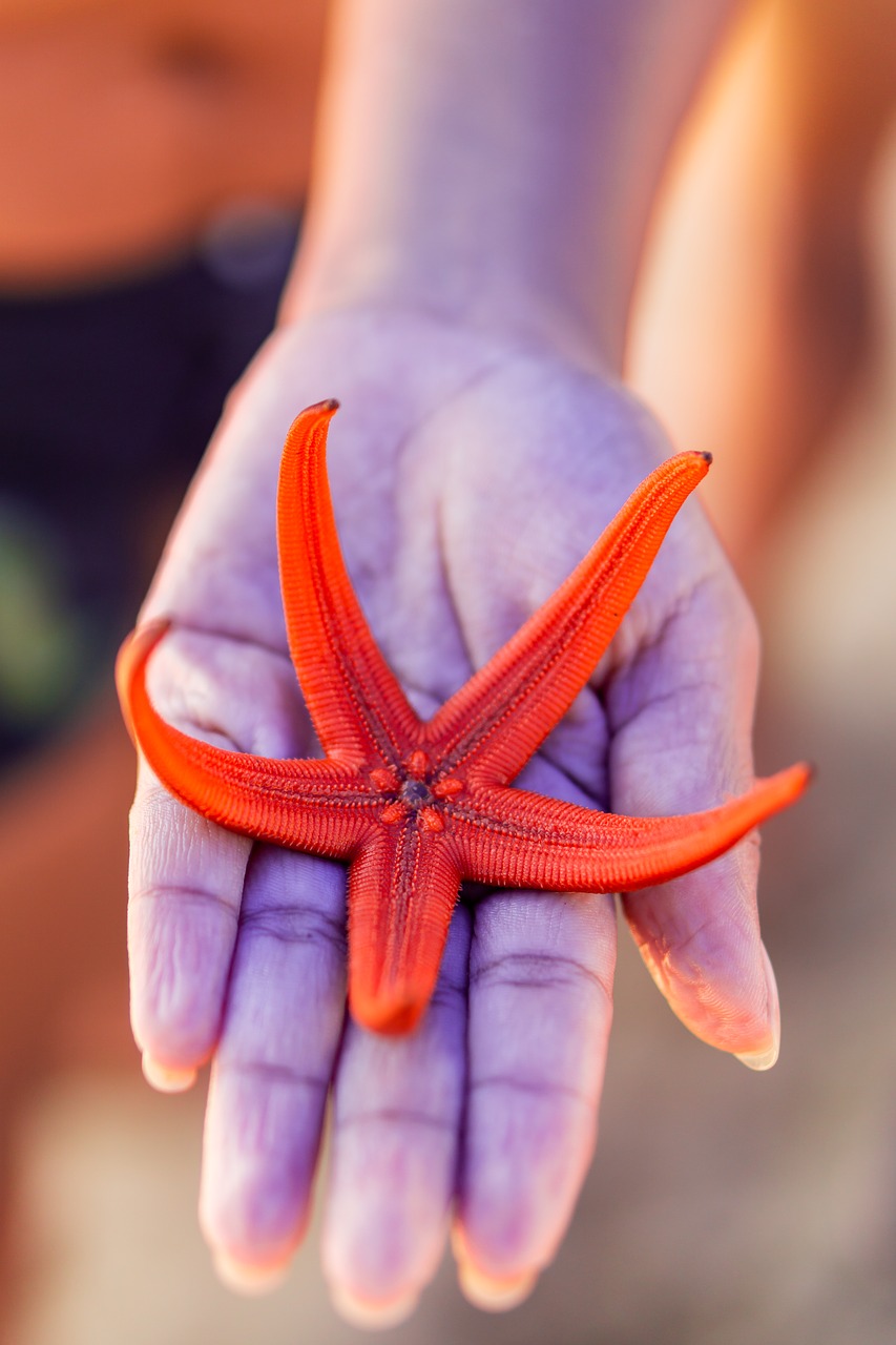 star  starfish  sea free photo