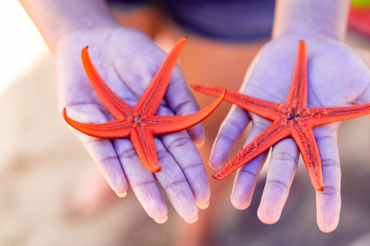 star  starfish  sea free photo