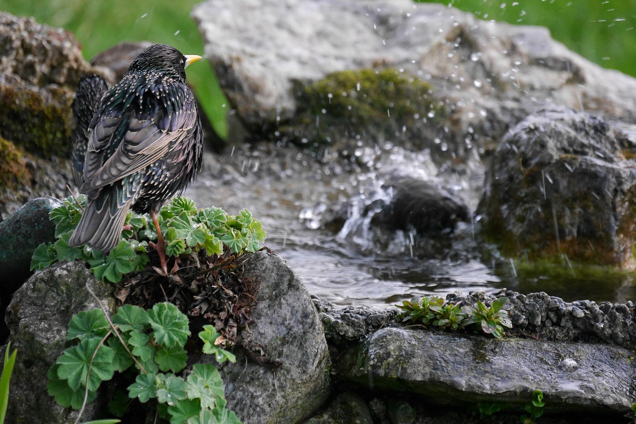 star bird bath nature free photo