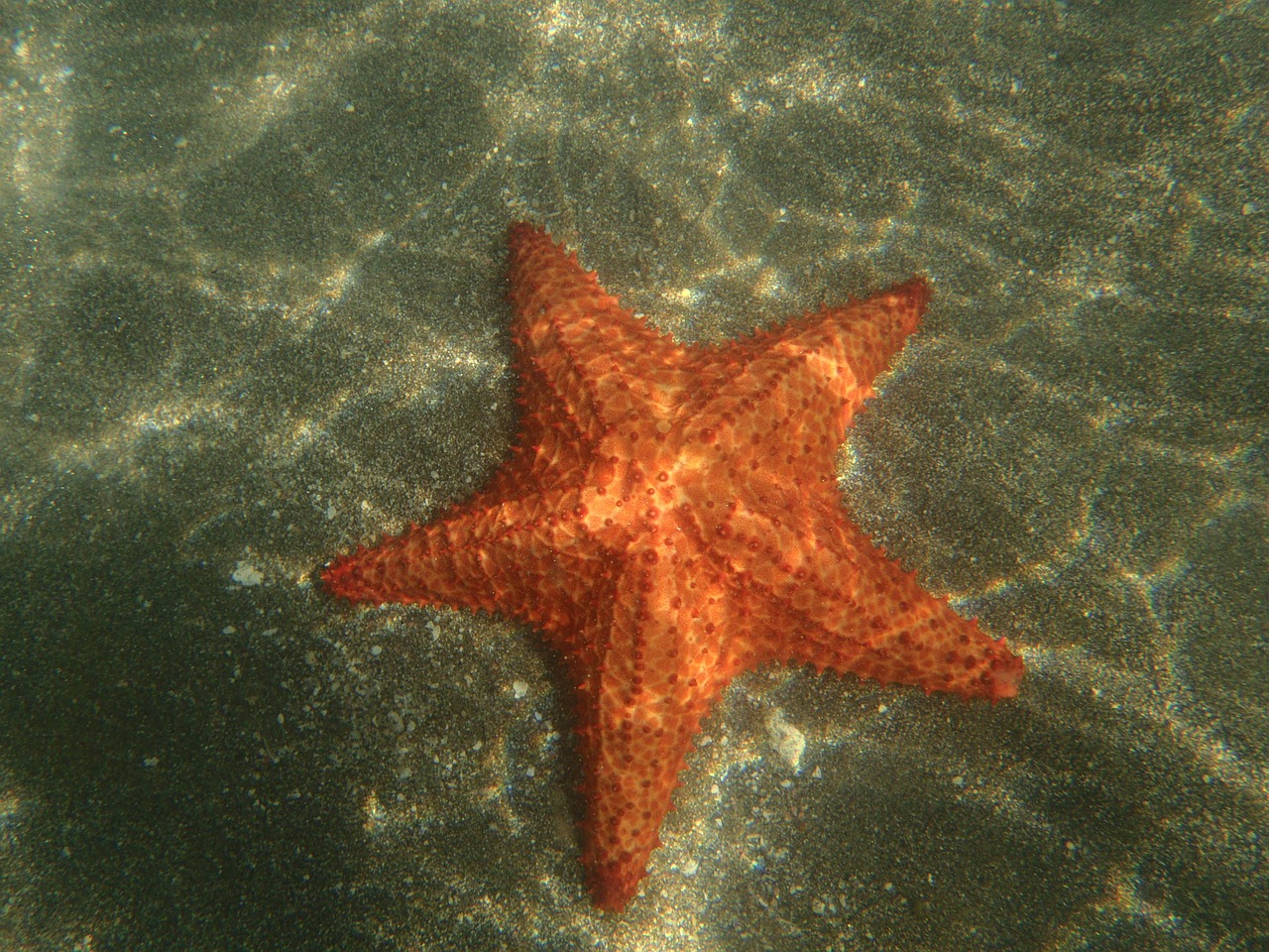 star sea martinique free photo