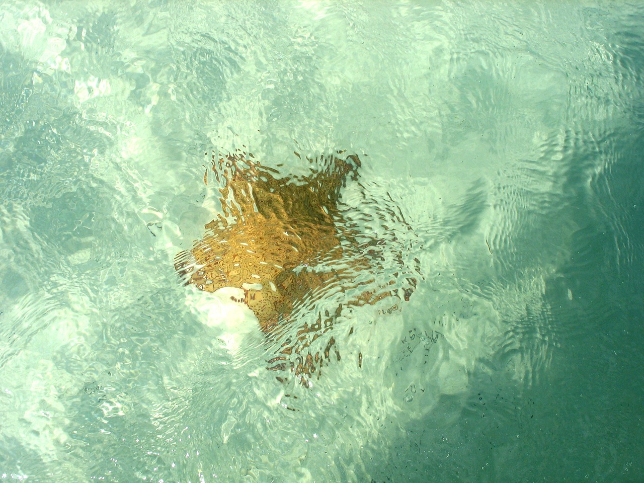 star marina under water free photo