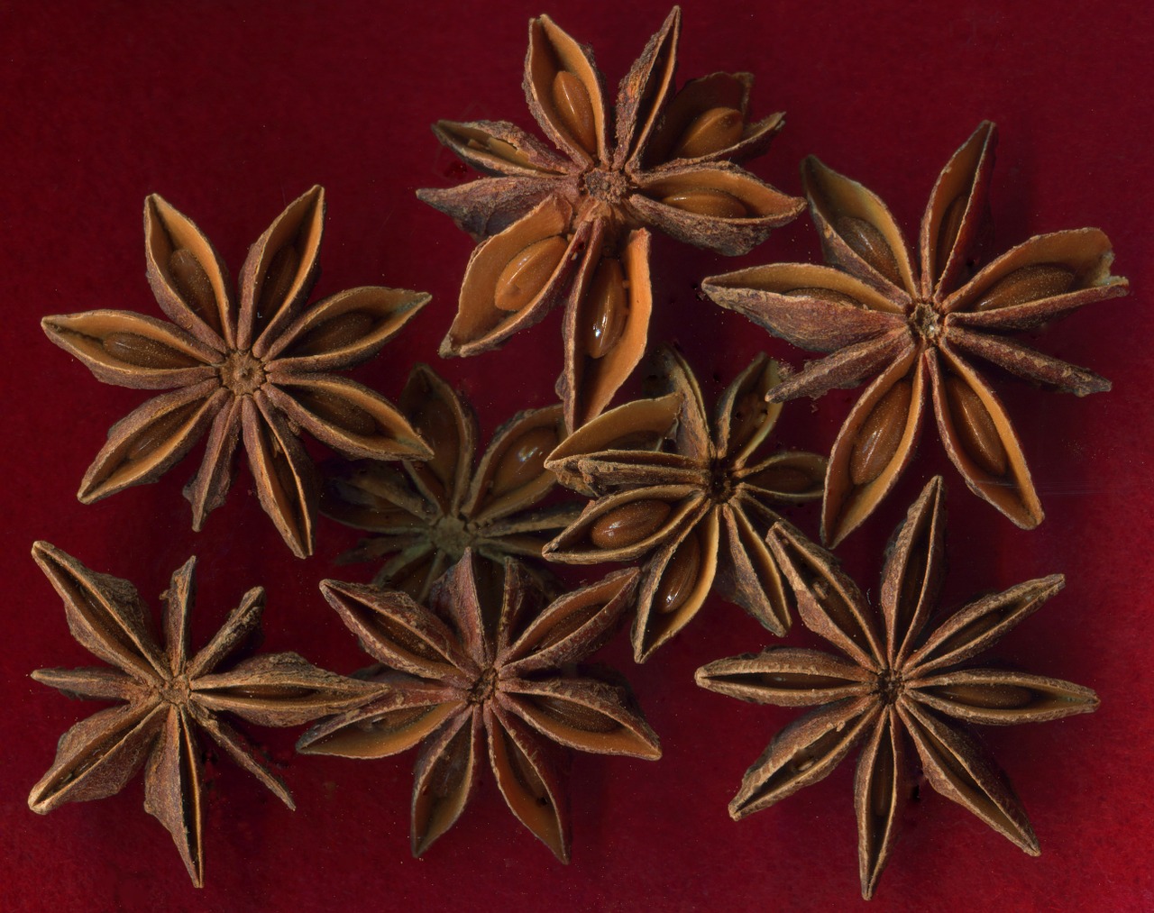 star anise fruit seeds free photo