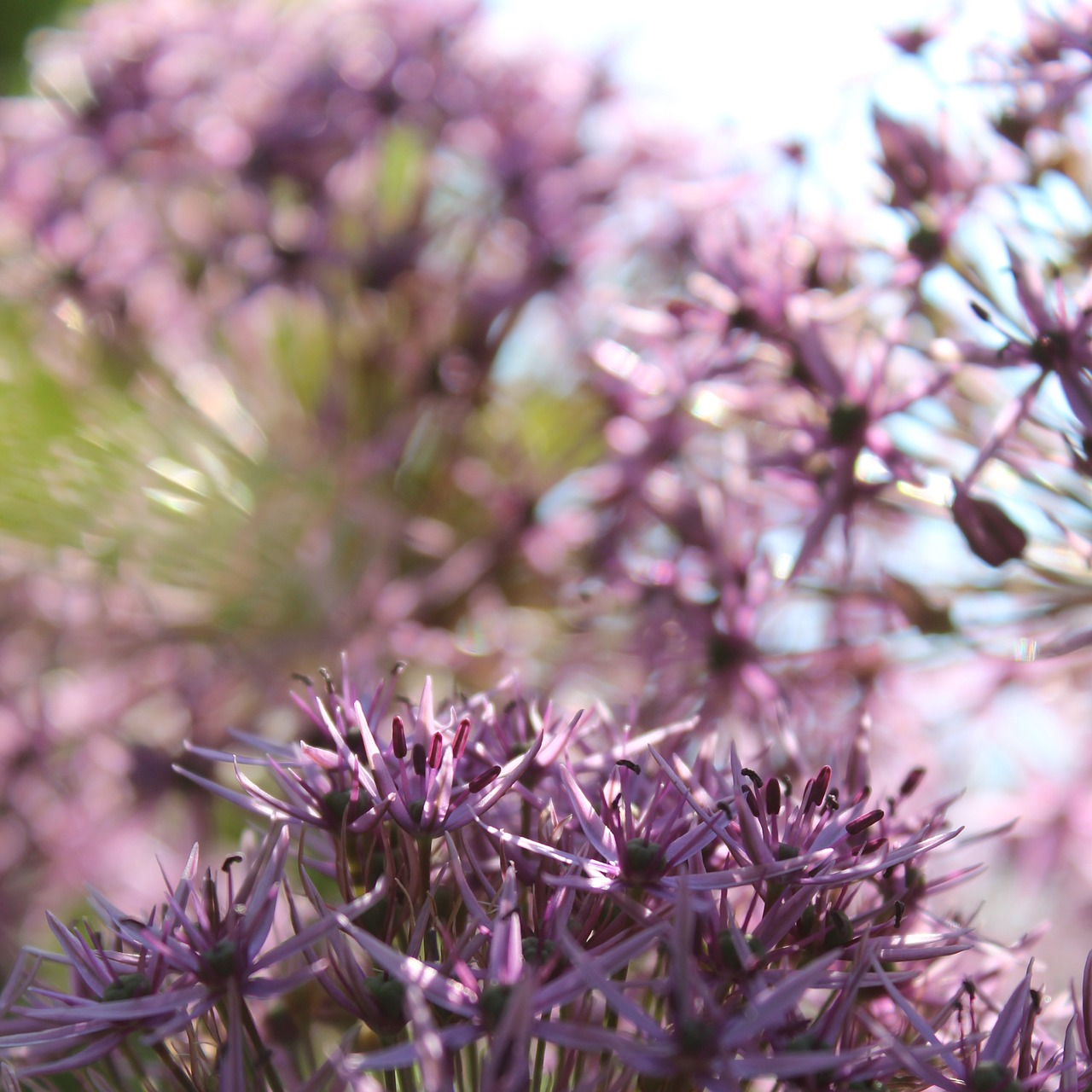 star ball leek flowers purple free photo