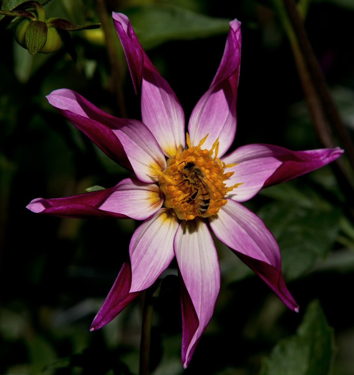 star dahlia dahlia flower free photo