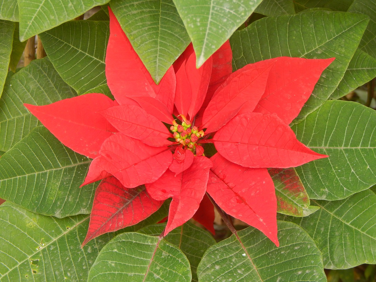 star federal red flower red petals free photo