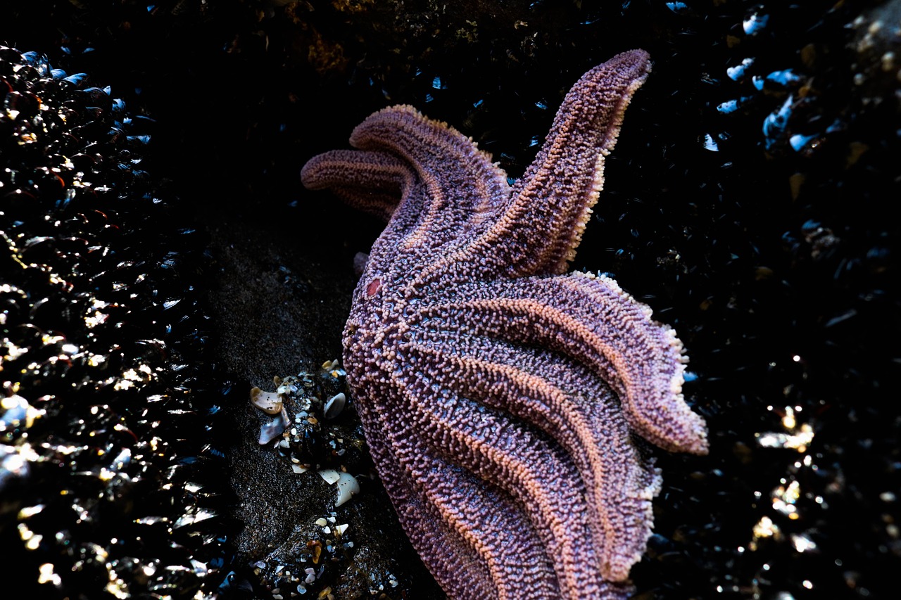 star fish sea life ocean free photo