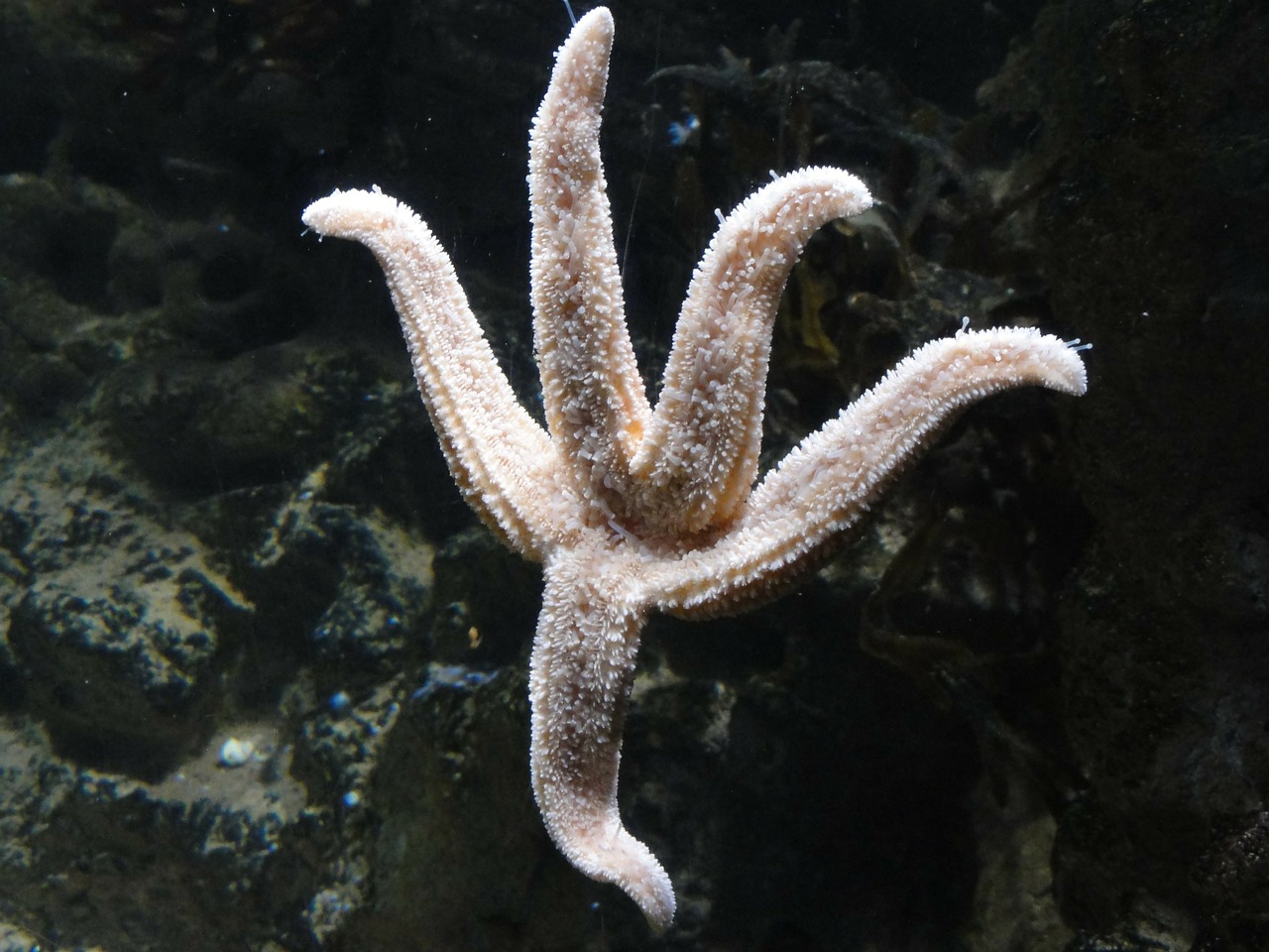 star fish starfish sea life free photo