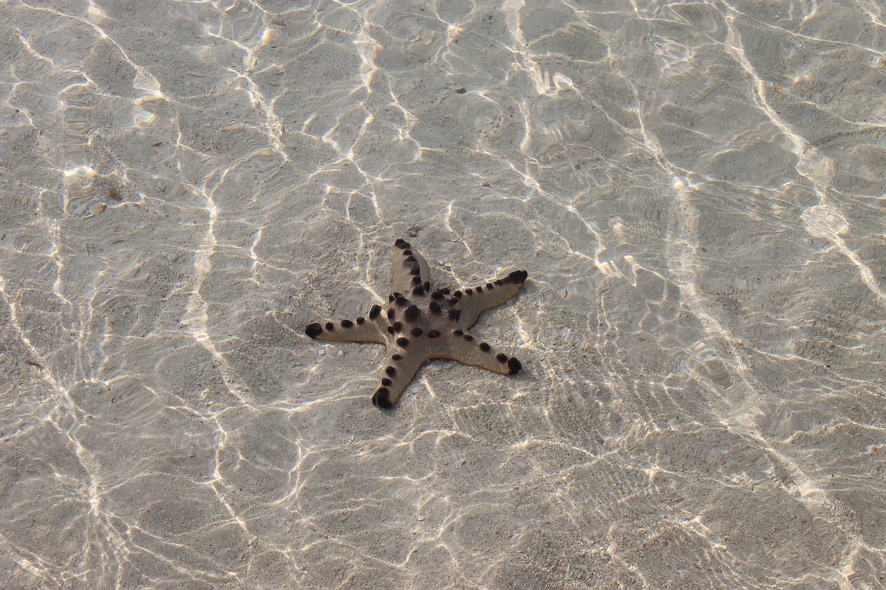 star fish ocean clear free photo