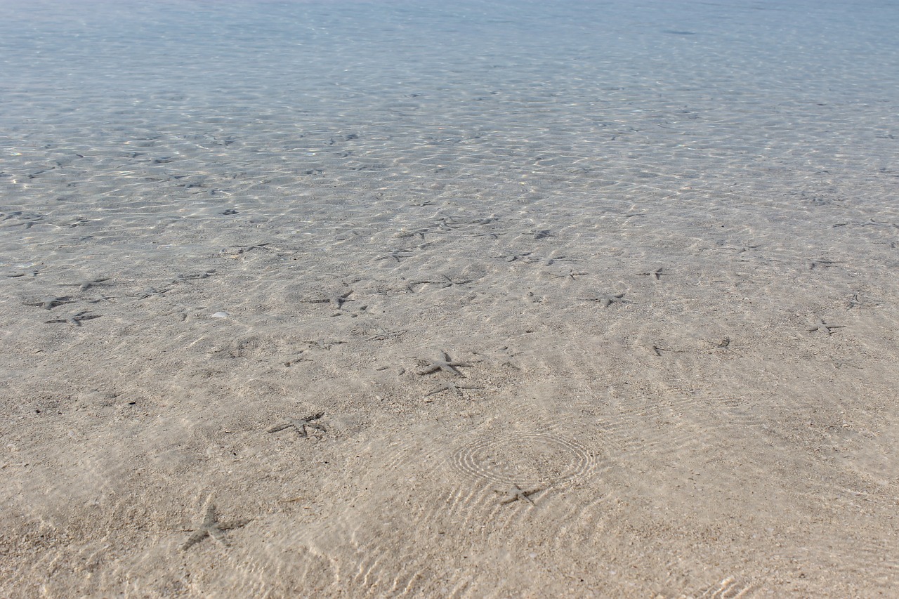 star fish clear ocean free photo