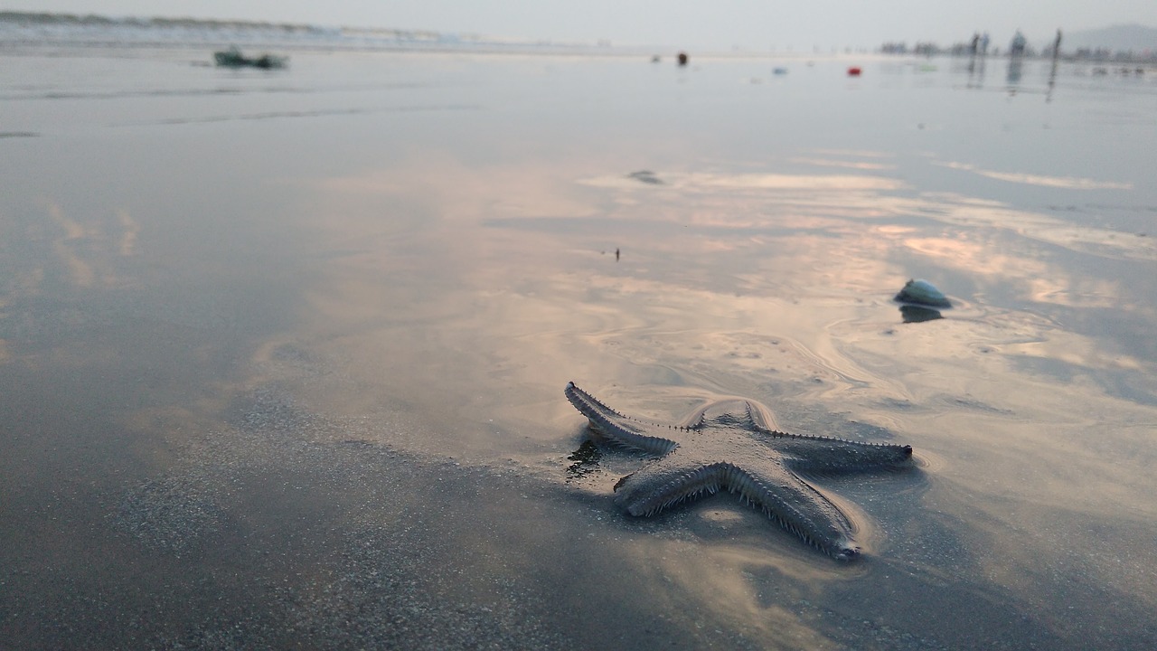 star fish  beach  sea free photo