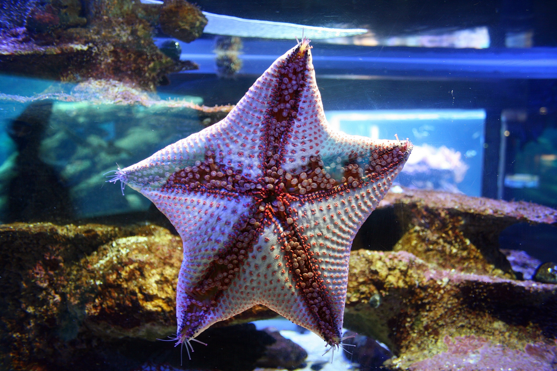 sea creature star fish tentacles free photo