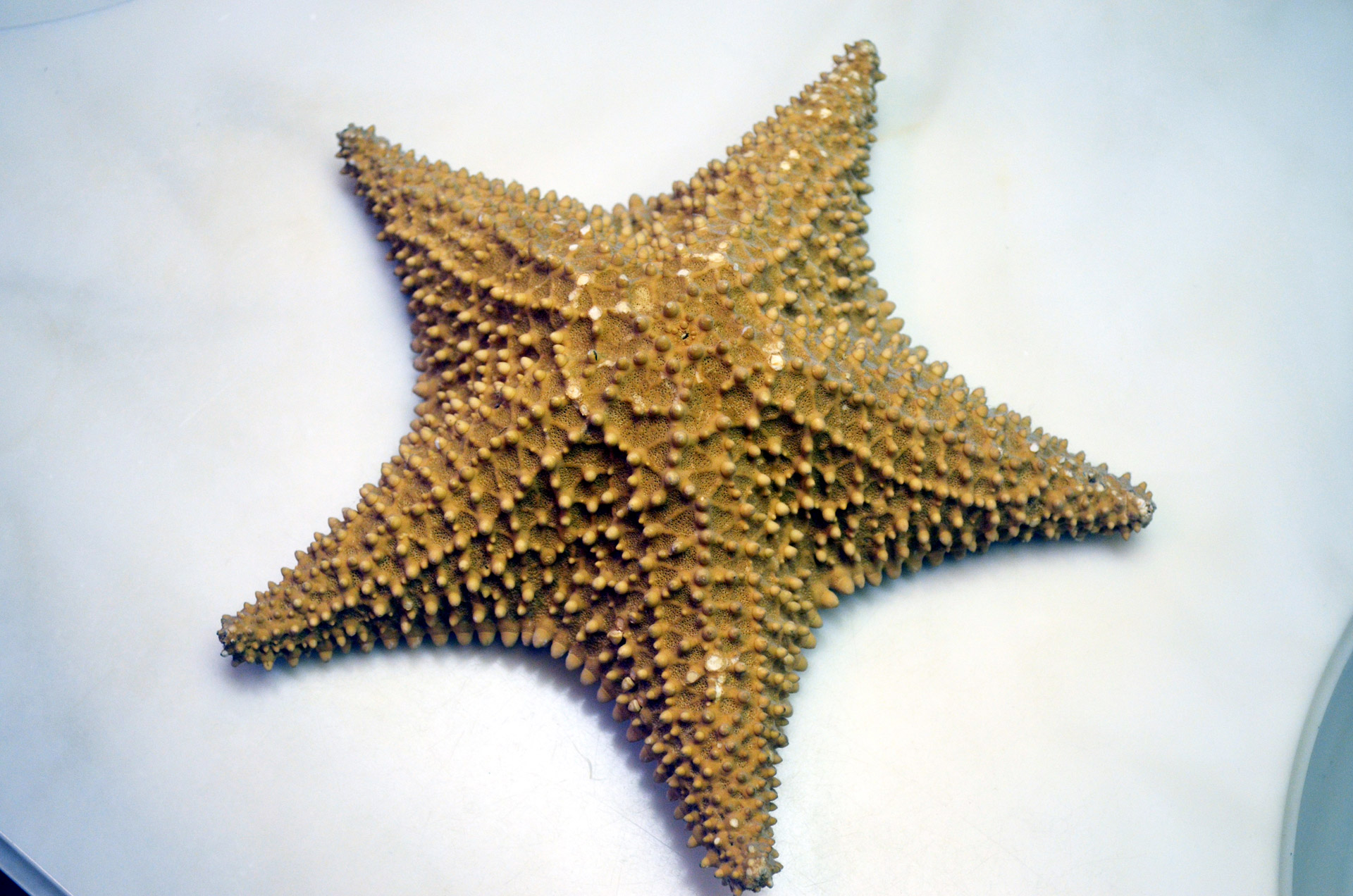 starfish star fish free photo